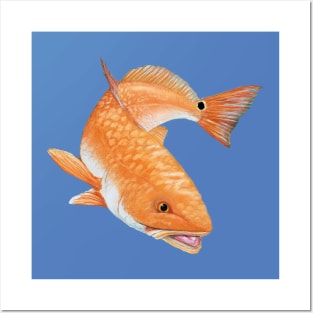 Redfish Posters and Art